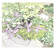 Flowers and Vegetation